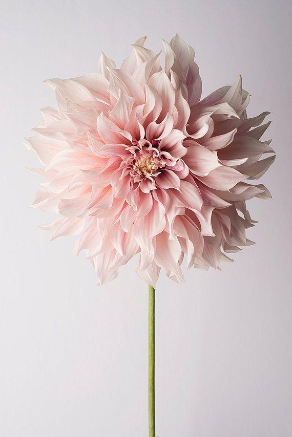 Enchanted Eve Floral Symphony